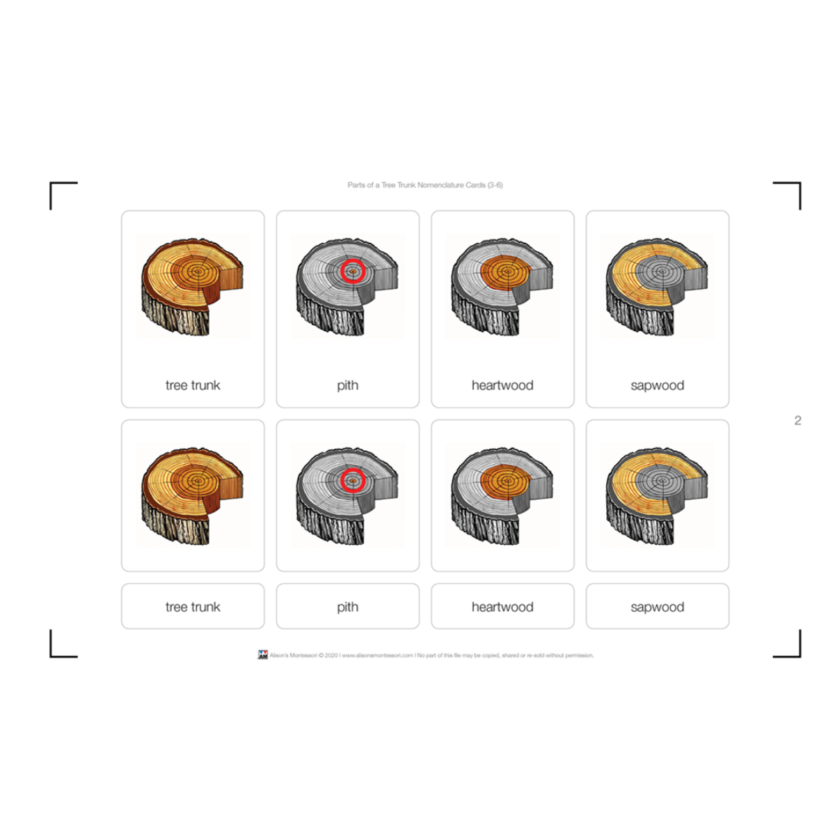 Parts of a Tree Trunk Puzzle with Nomenclature Cards 6-9