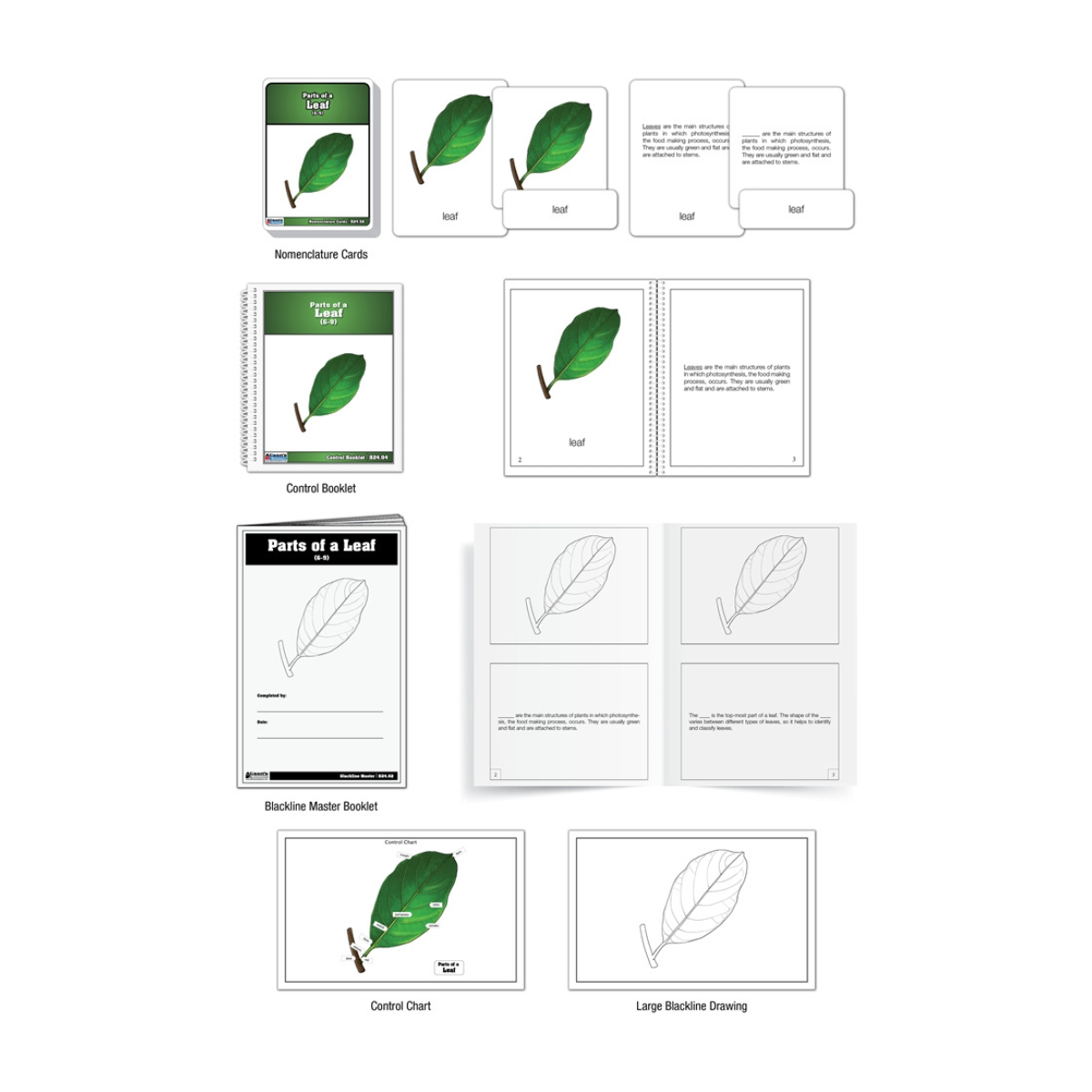 Parts of a Leaf Puzzle with Nomenclature Cards (Printed) (6-9)