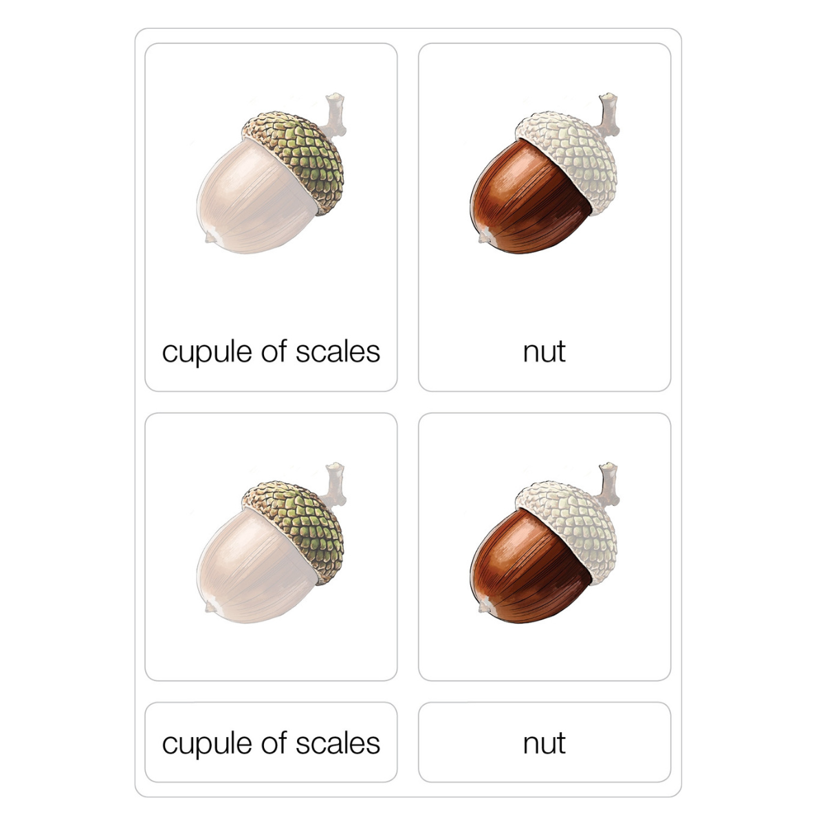 Parts of an Acorn Puzzle with Nomenclature Cards (3-6)
