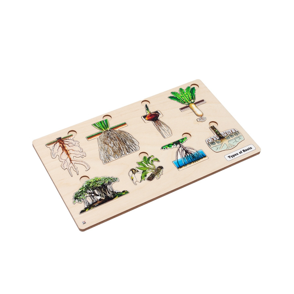 Types of Roots Puzzle