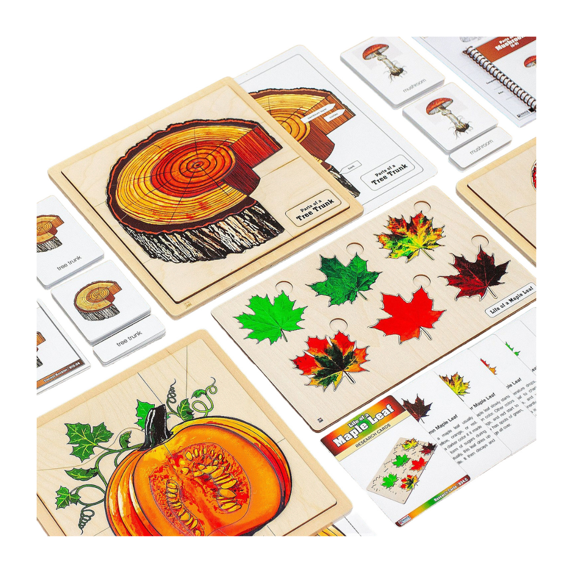 Fall Nature Study - Complete Curriculum