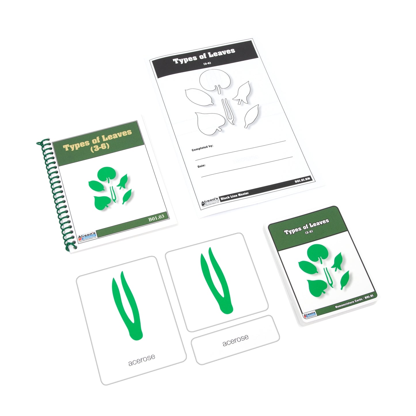 Types of Leaves Nomenclature Cards (3-6)