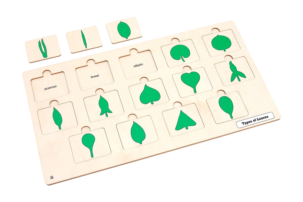 Types of Leaves puzzle with Nomenclature Cards 3-6 (Printed)
