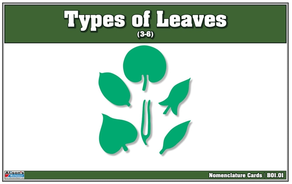 Types of Leaves puzzle with Nomenclature Cards 3-6 (Printed)