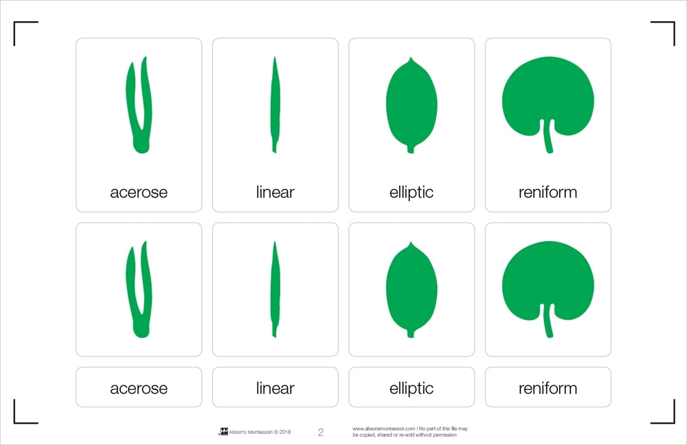 Types of Leaves puzzle with Nomenclature Cards 3-6 (Printed)