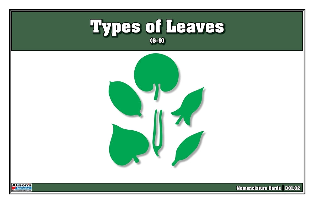 Types of Leaves puzzle with Nomenclature Cards 6-9 (Printed)