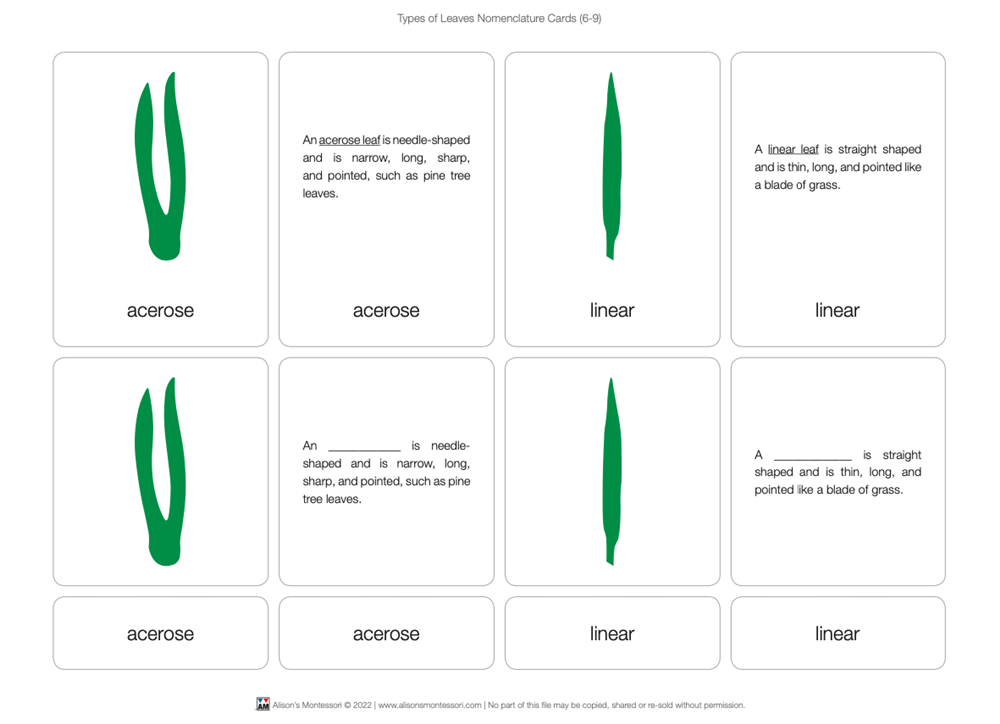 Types of Leaves puzzle with Nomenclature Cards 6-9 (Printed)