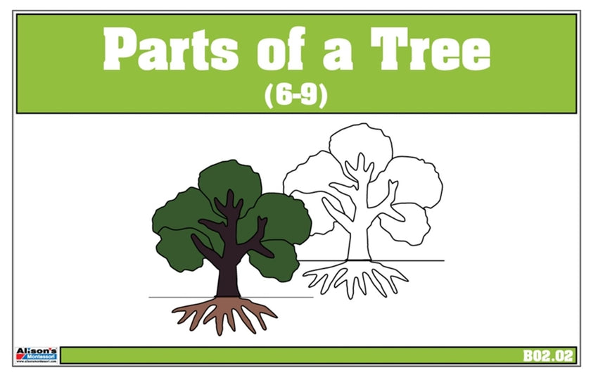 Parts of a Tree Nomenclature Cards 6-9