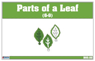 Parts of a Leaf Nomenclature Cards 6-9