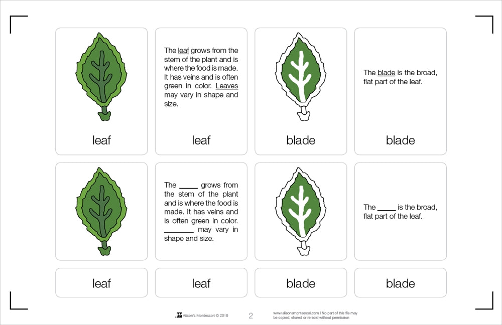 Parts of a Leaf Nomenclature Cards 6-9