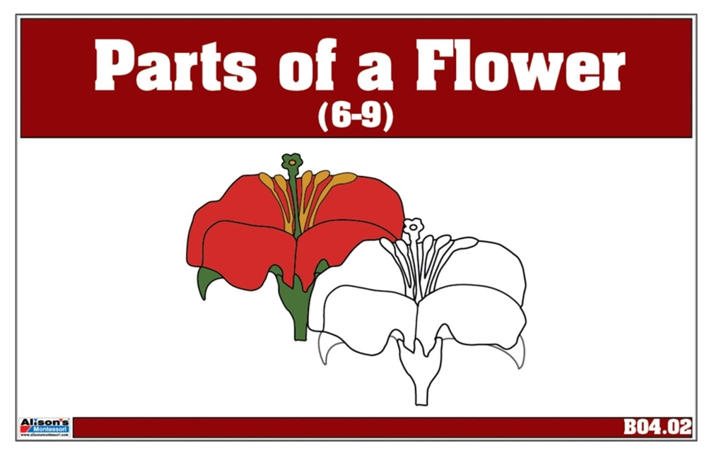 Parts of a Flower Nomenclature Cards 6-9