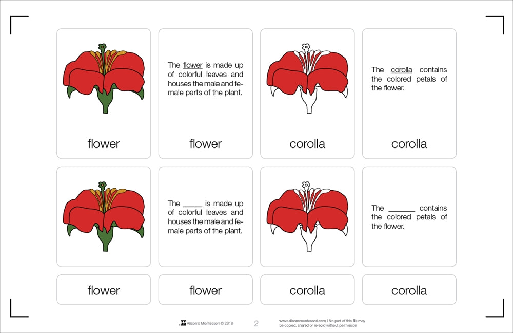 Parts of a Flower Nomenclature Cards 6-9