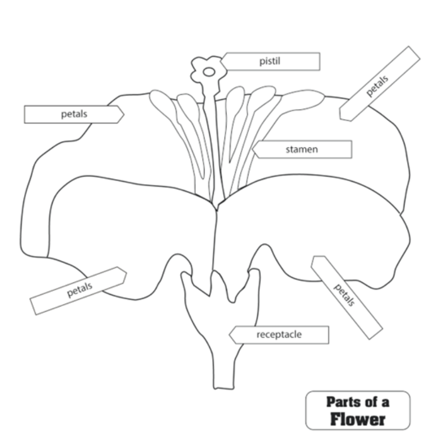 Parts of a Flower Puzzle Control Chart