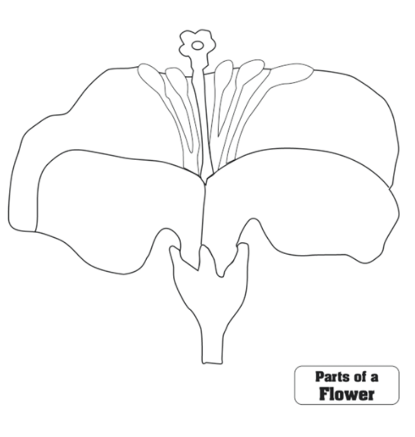 Parts of a Flower Puzzle Control Chart