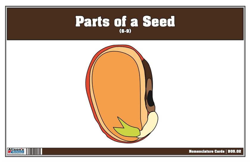 Parts of a Seed Nomenclature Cards 6-9