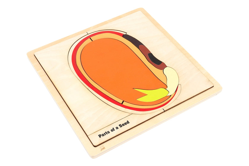 Parts of a Seed Puzzle with Nomenclature Cards 3-6 (Printed)