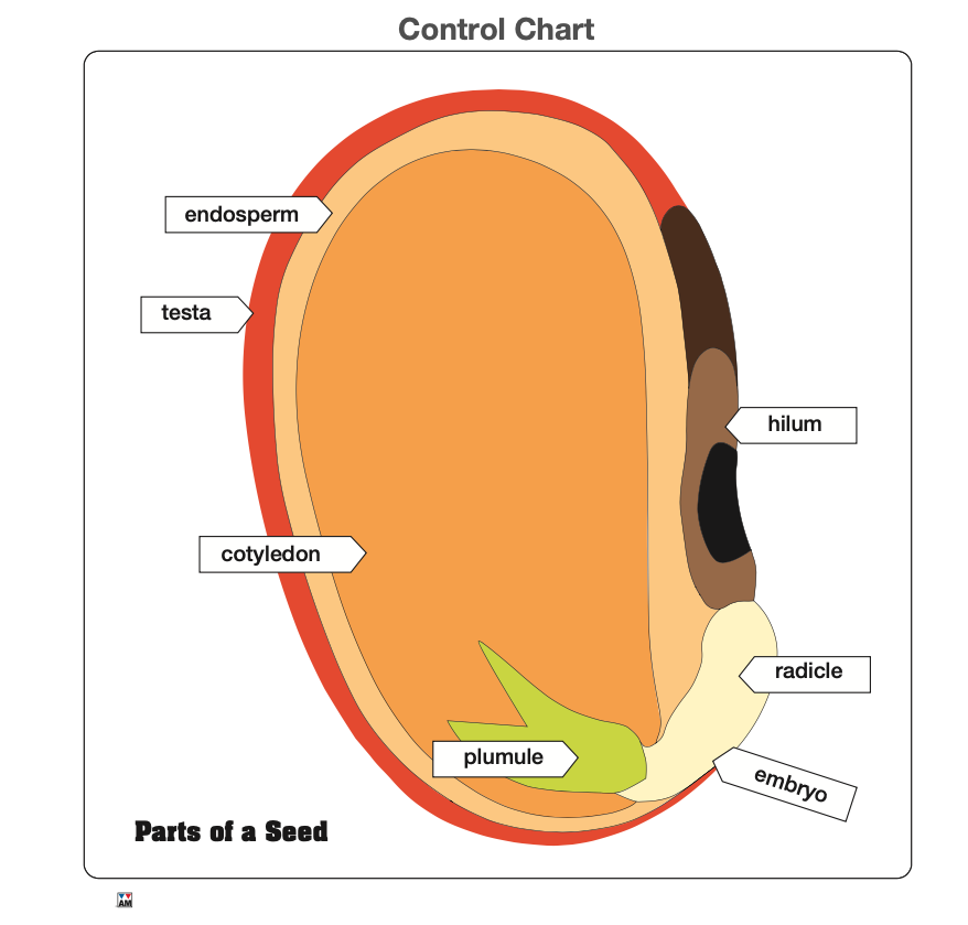 Parts of a Seed Puzzle with Nomenclature Cards 3-6 (Printed)
