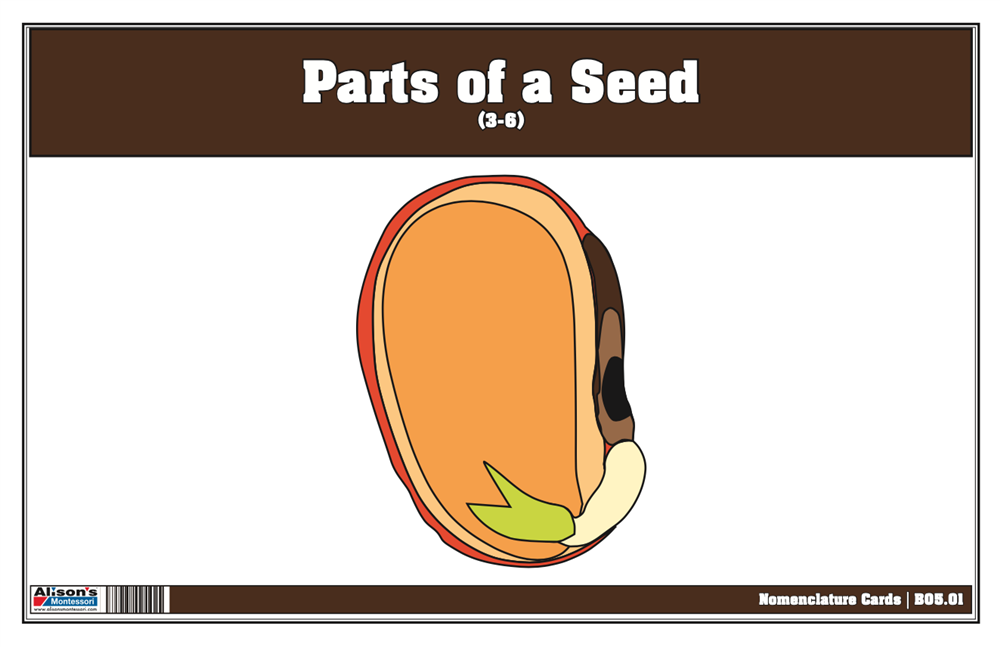 Parts of a Seed Puzzle with Nomenclature Cards 3-6 (Printed)