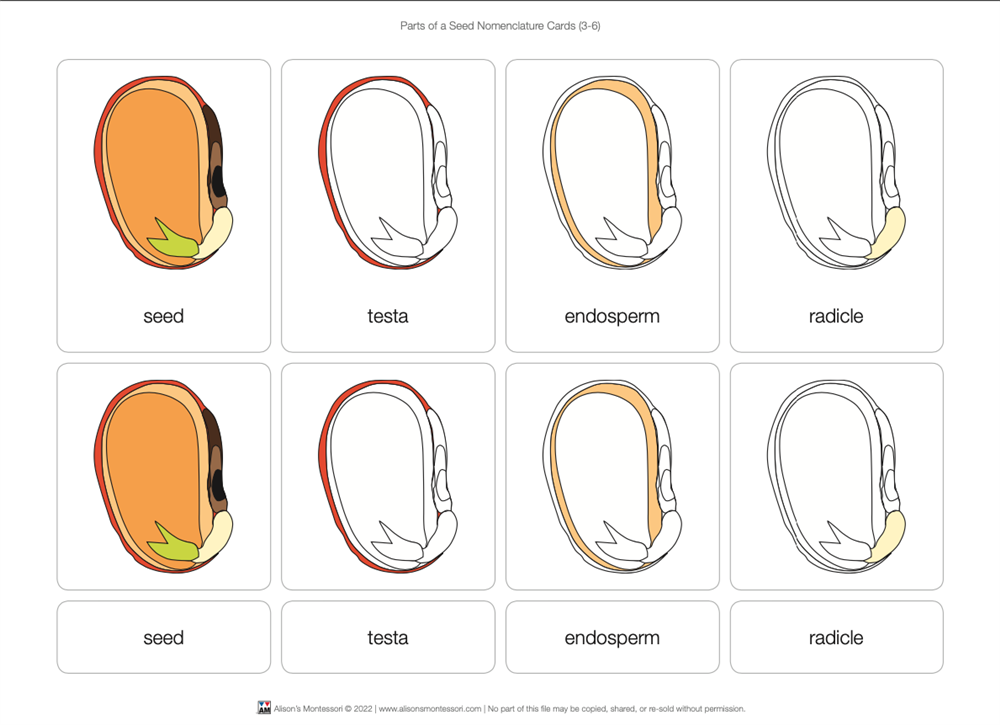 Parts of a Seed Puzzle with Nomenclature Cards 3-6 (Printed)