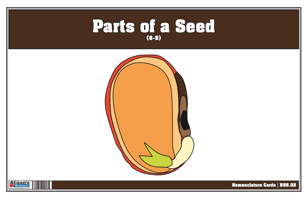 Parts of a Seed Puzzle with Nomenclature Cards 6-9 (Printed)