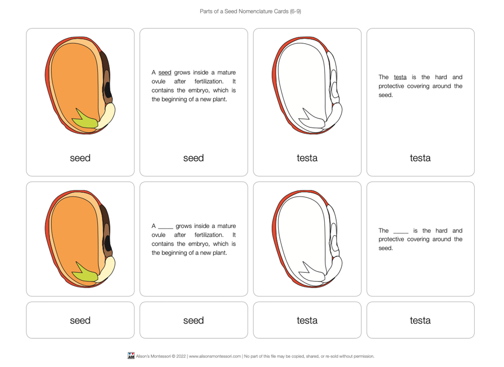 Parts of a Seed Puzzle with Nomenclature Cards 6-9 (Printed)