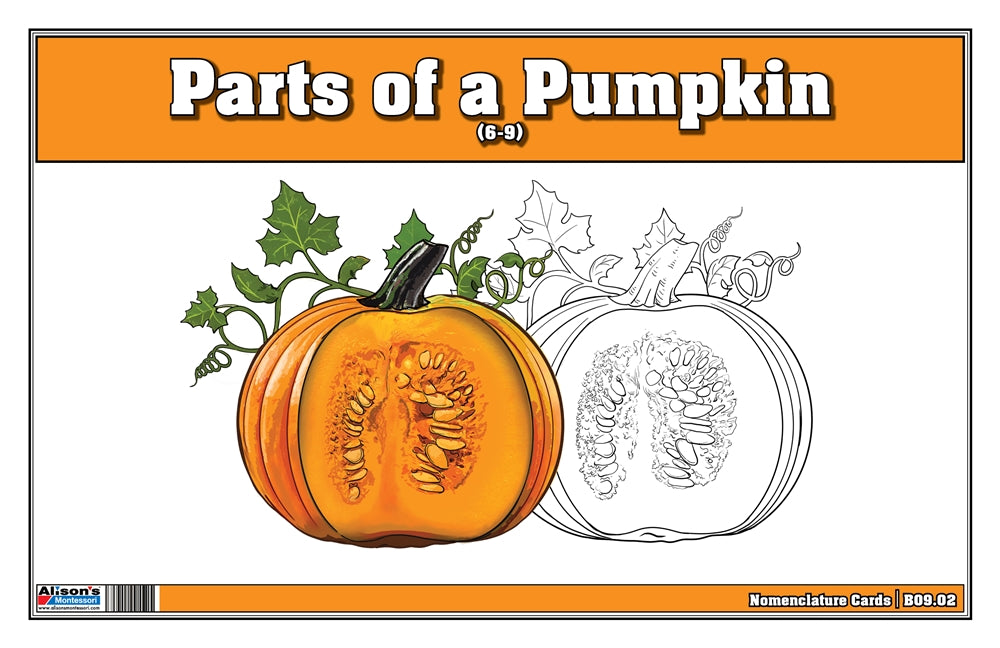 Parts of a Pumpkin (Nomenclature Cards) (6-9)