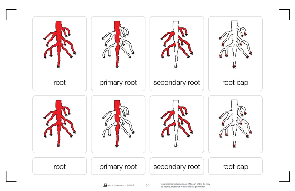 Parts of a Root Nomenclature Cards 3-6