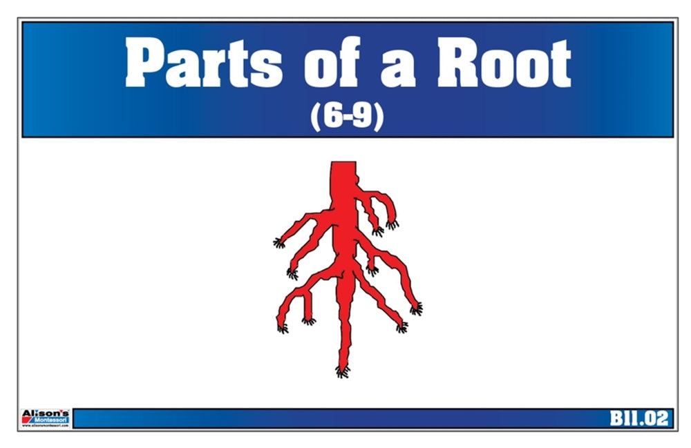 Parts of a Root Nomenclature Cards 6-9