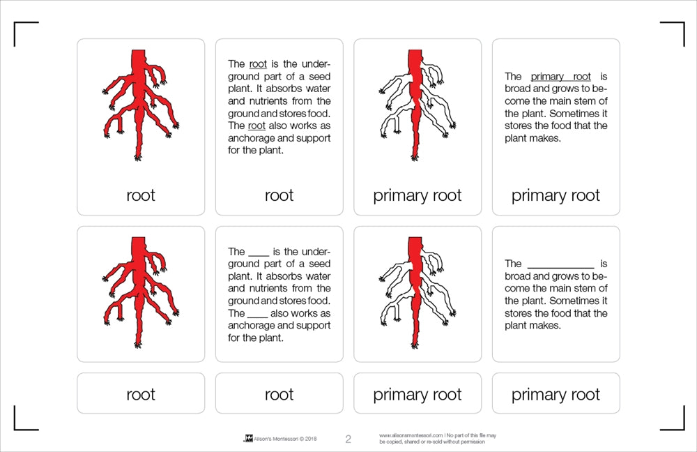 Parts of a Root Nomenclature Cards 6-9