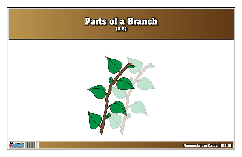 Parts of a Branch Nomenclature Cards 3-6