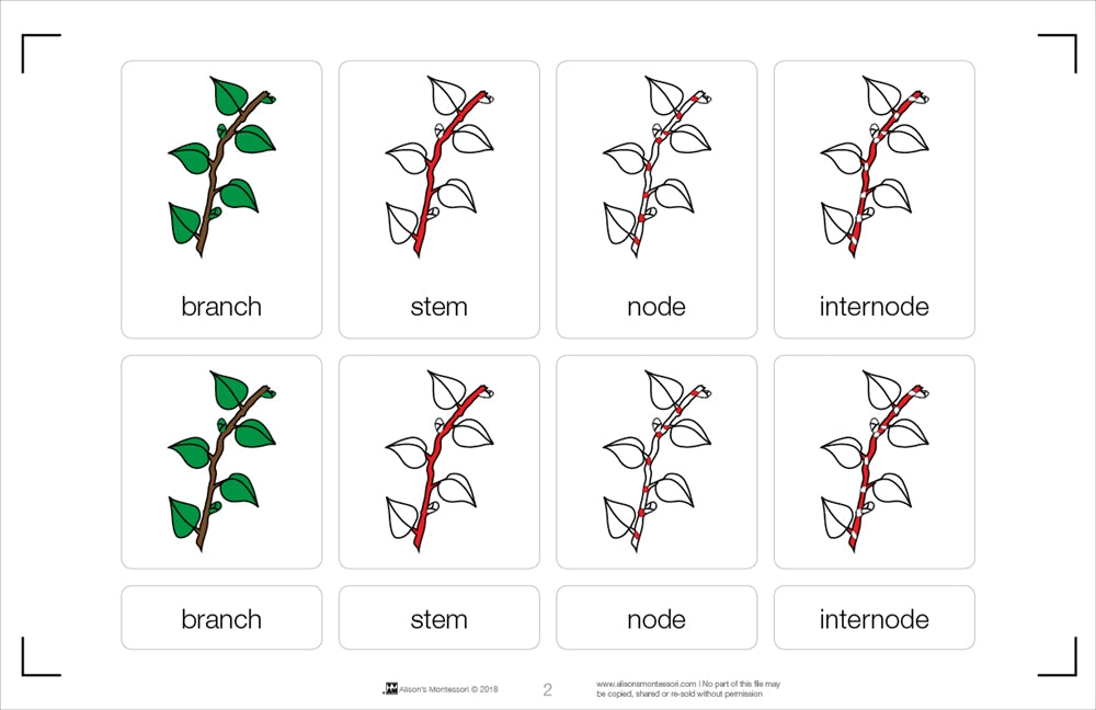 Parts of a Branch Nomenclature Cards 3-6