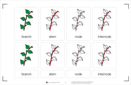 Parts of a Branch Nomenclature Cards 3-6