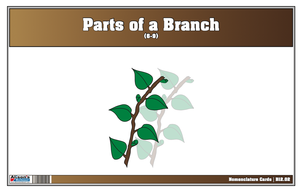 Parts of a Branch Nomenclature Cards 6-9