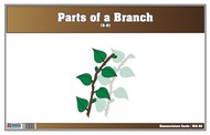 Parts of a Branch Nomenclature Cards 6-9