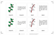 Parts of a Branch Nomenclature Cards 6-9