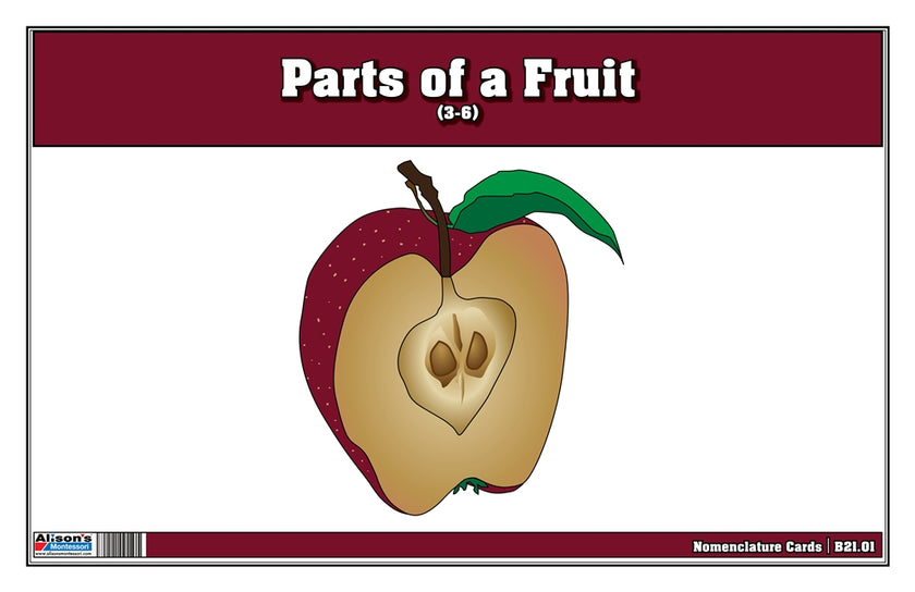 Parts of a Fruit Nomenclature Cards (3-6)