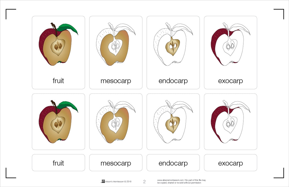Parts of a Fruit Nomenclature Cards (3-6)