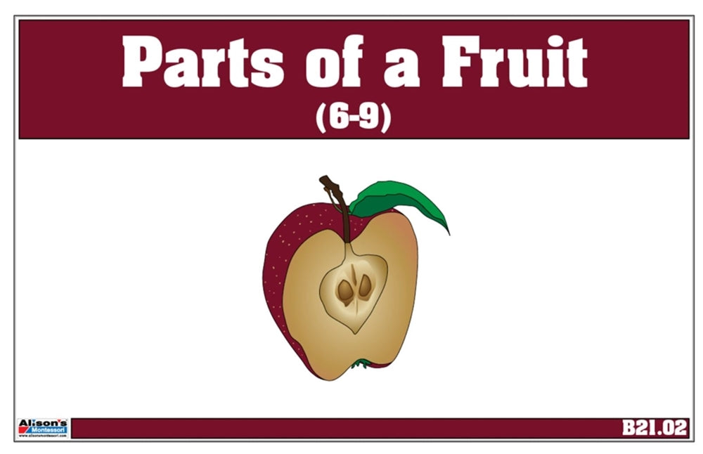 Parts of a Fruit Nomenclature Cards (6-9)