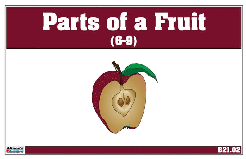 Parts of a Fruit Nomenclature Cards (6-9)