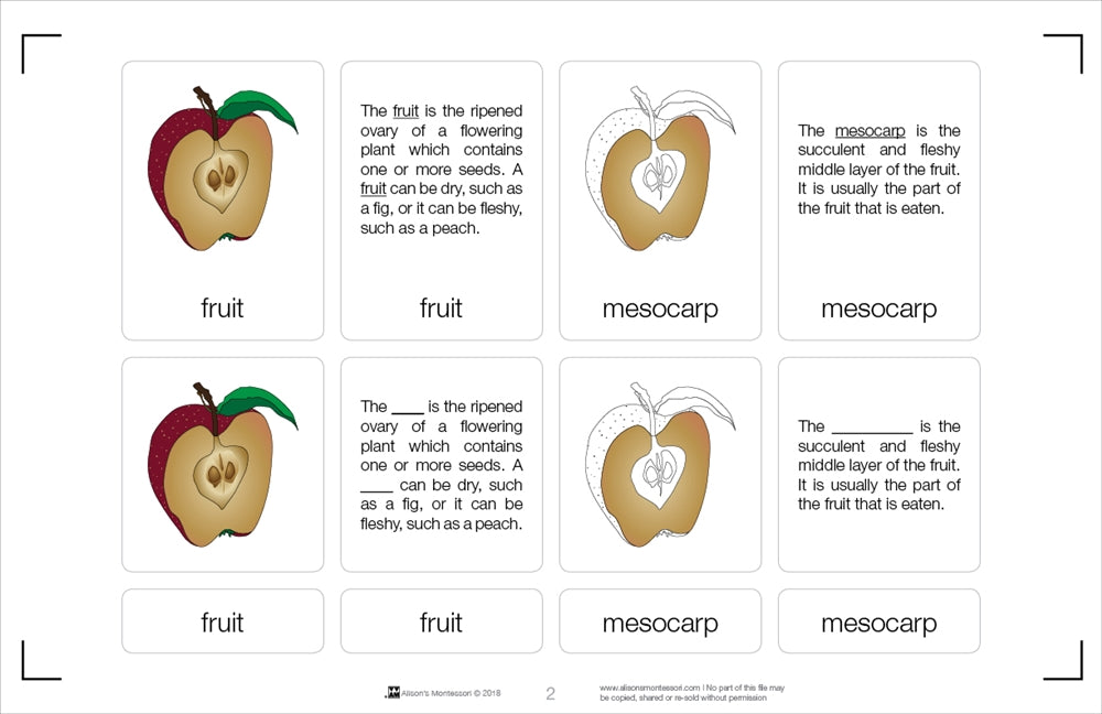 Parts of a Fruit Nomenclature Cards (6-9)