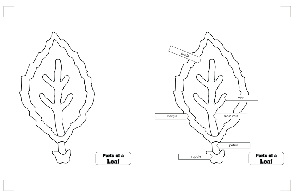 Botany Puzzles Working Charts and Control Charts