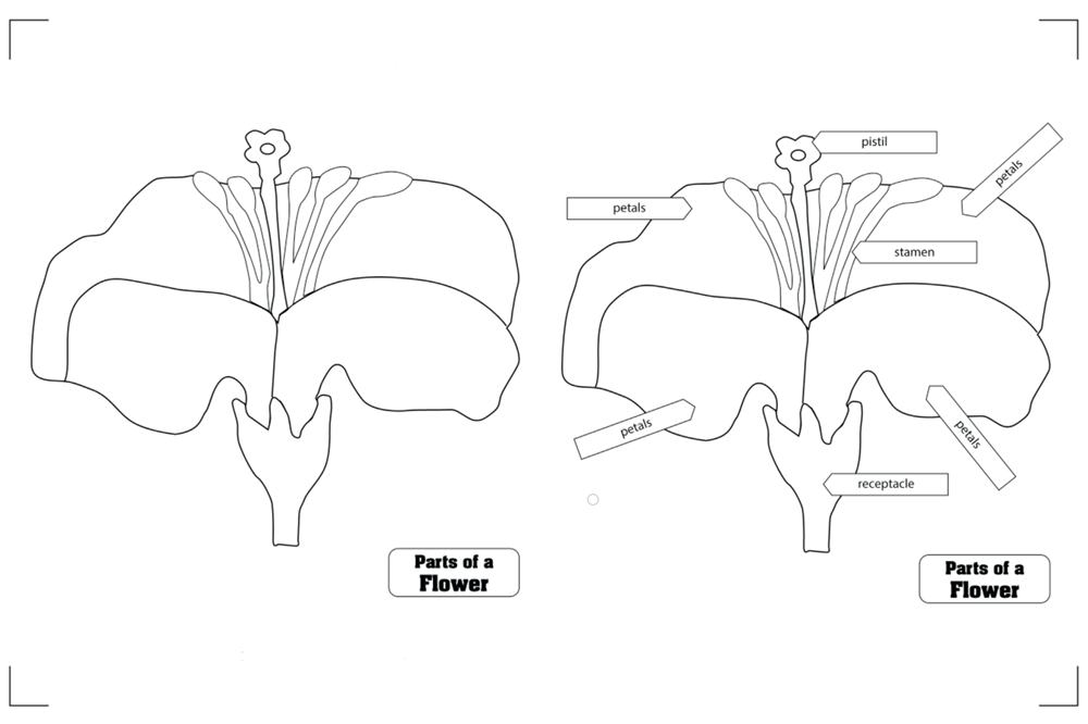 Botany Puzzles Working Charts and Control Charts