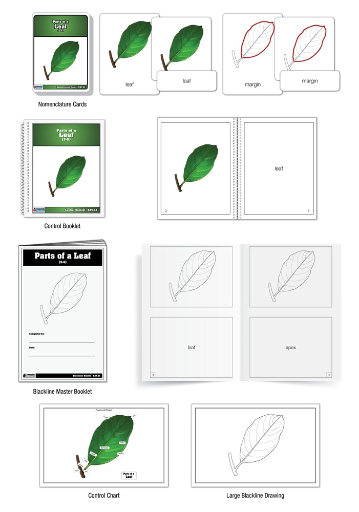 Parts of a Leaf Nomenclature Cards