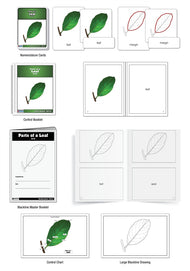 Parts of a Leaf Nomenclature Cards