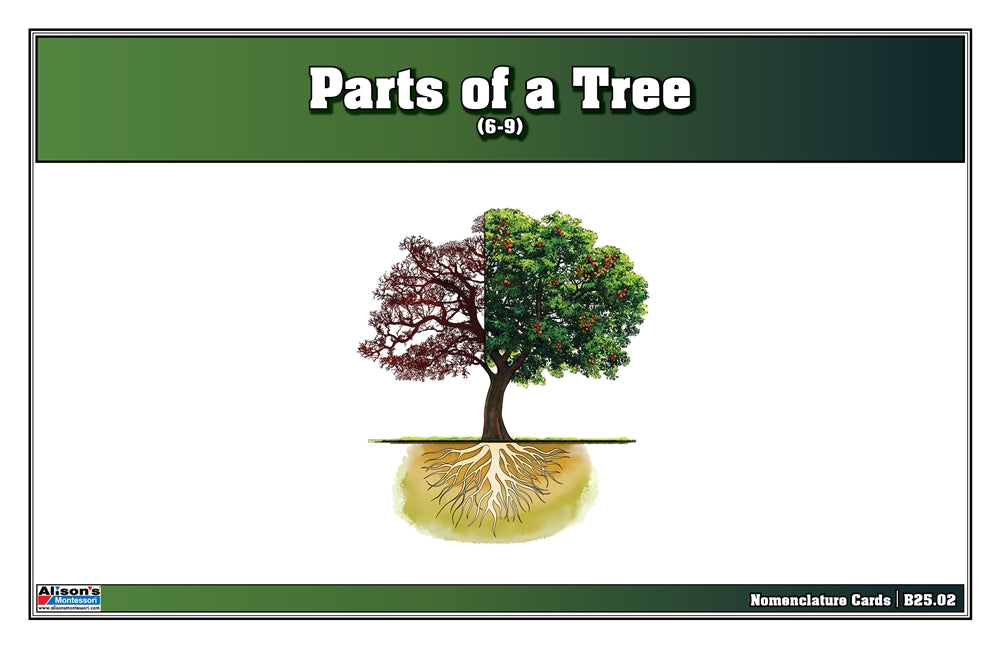 Parts of a Tree Nomenclature Cards (Printed) (6-9)