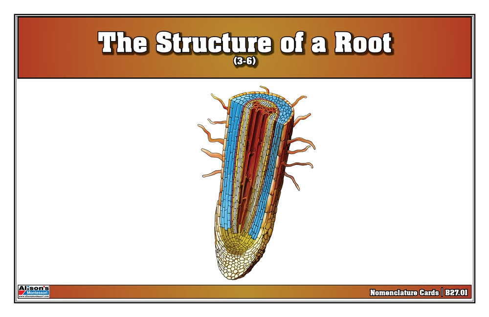The Structure of a Root Nomenclature Cards (Printed) (3-6)