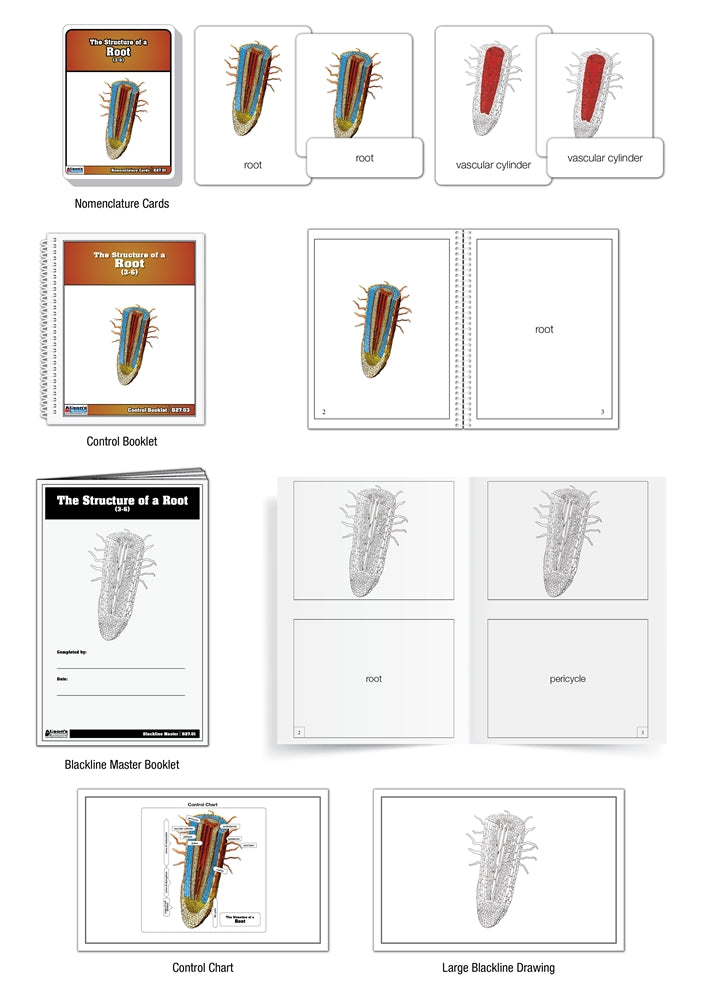 The Structure of a Root Nomenclature Cards (Printed) (3-6)