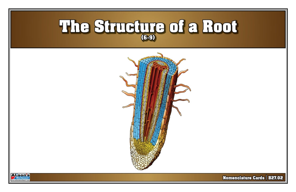 The Structure of a Root Nomenclature Cards (Printed) (6-9)