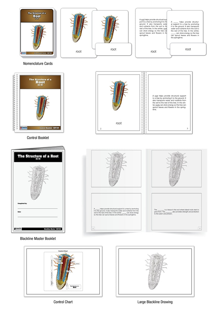 The Structure of a Root Nomenclature Cards (Printed) (6-9)