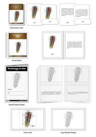 The Structure of a Root Nomenclature Cards (Printed) (6-9)